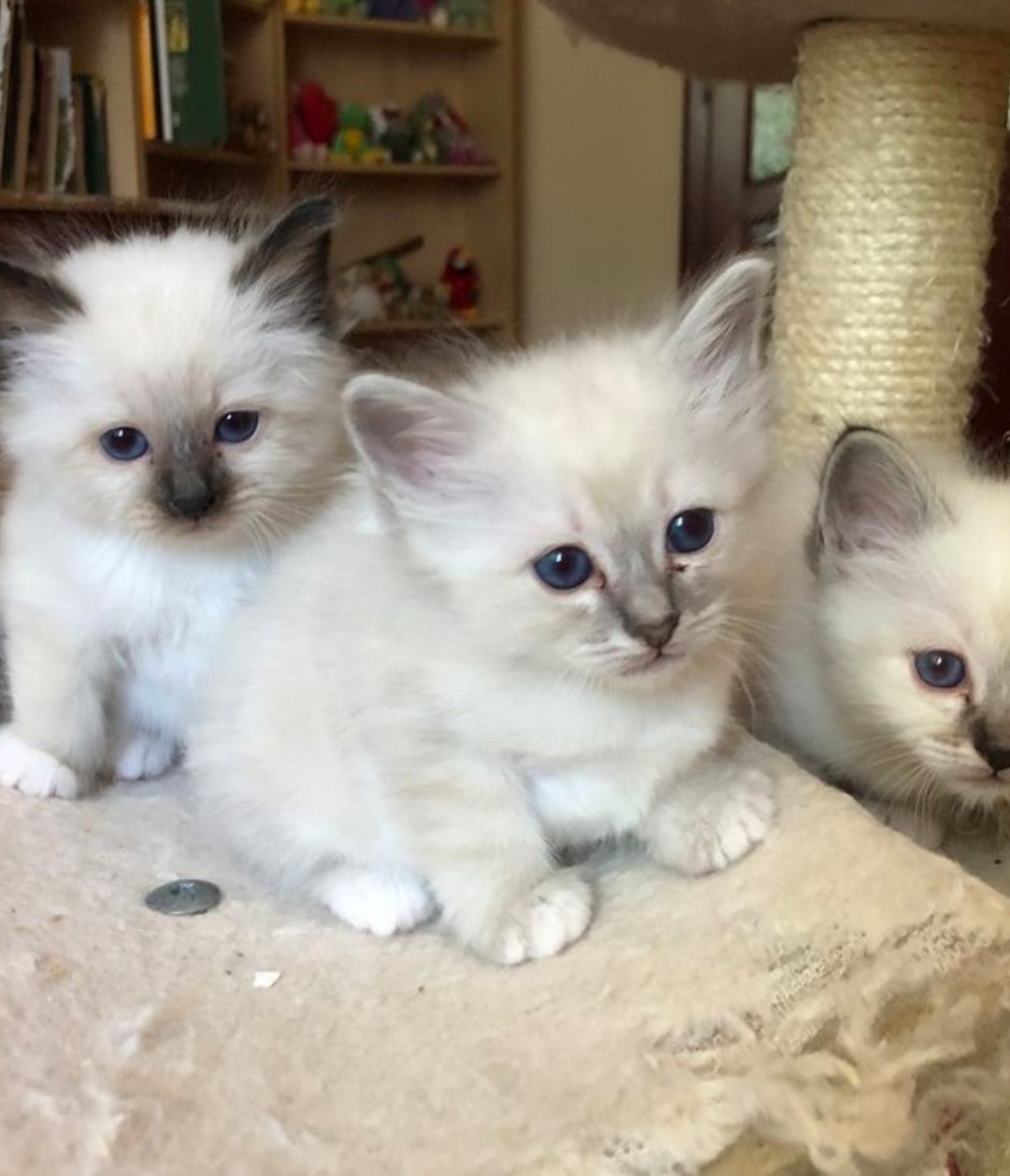 elite birman kittens