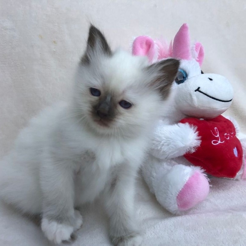 elite birman kittens
