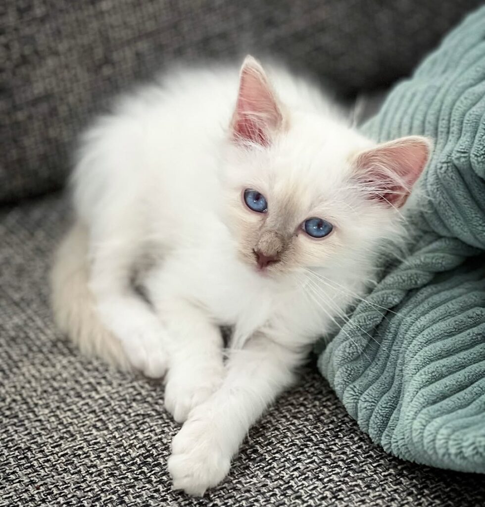 birman kittens for sale