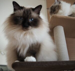 birman kitten for sale