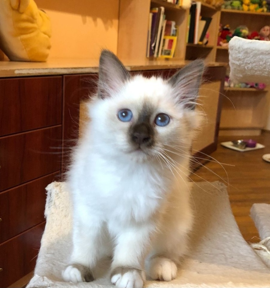 birman kittens for sale