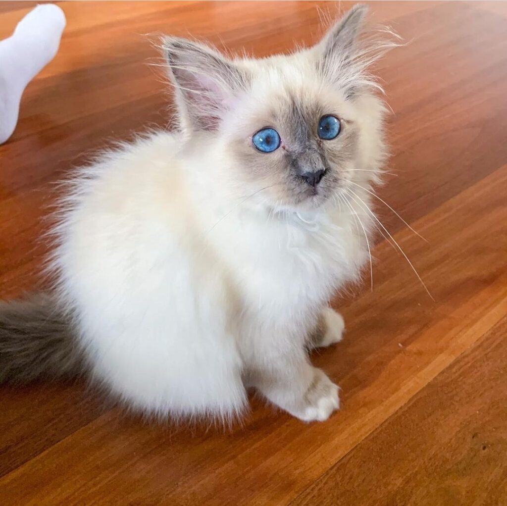 birman kittens for sale