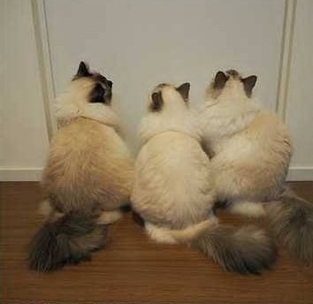 elite birman kittens
