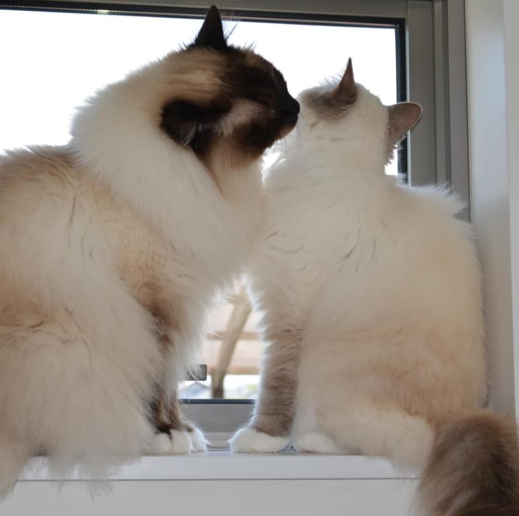 birman kitten for sale